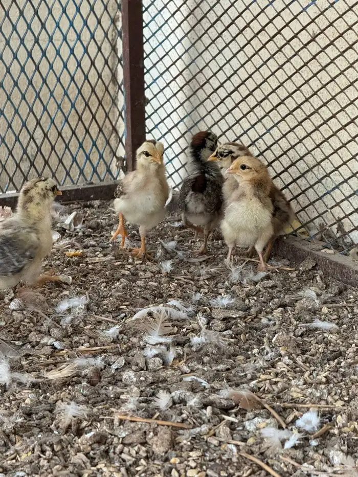 دجاجه بفرخها 1