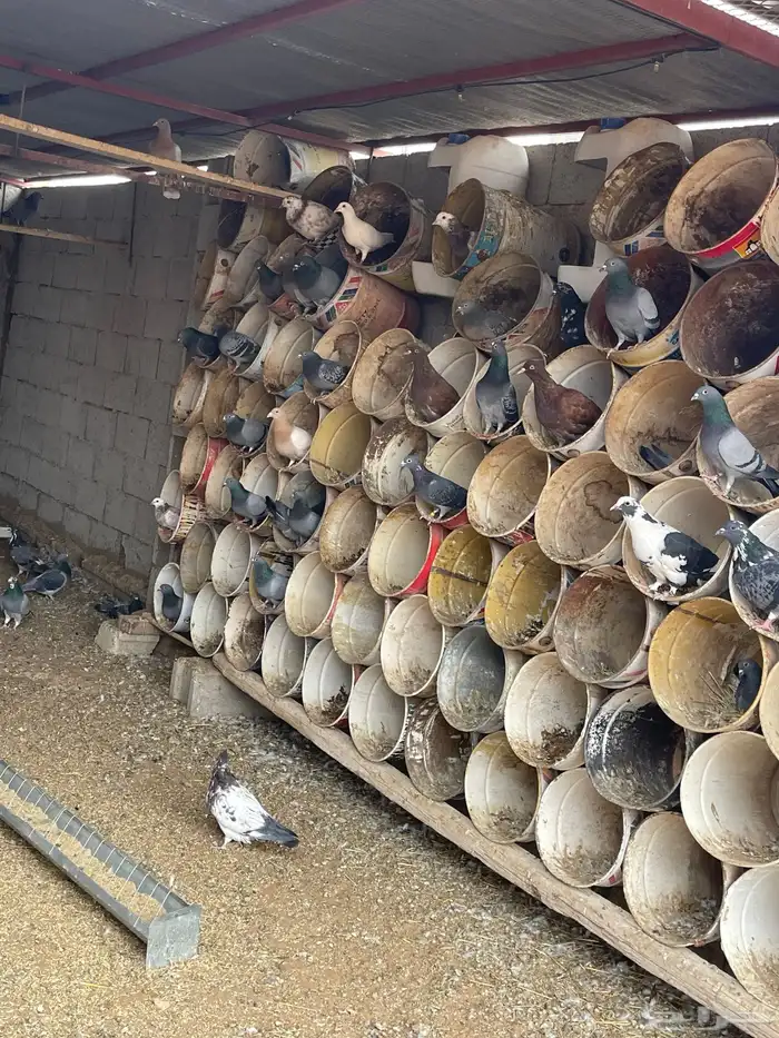 للبيع حمام زاجل منتج 3