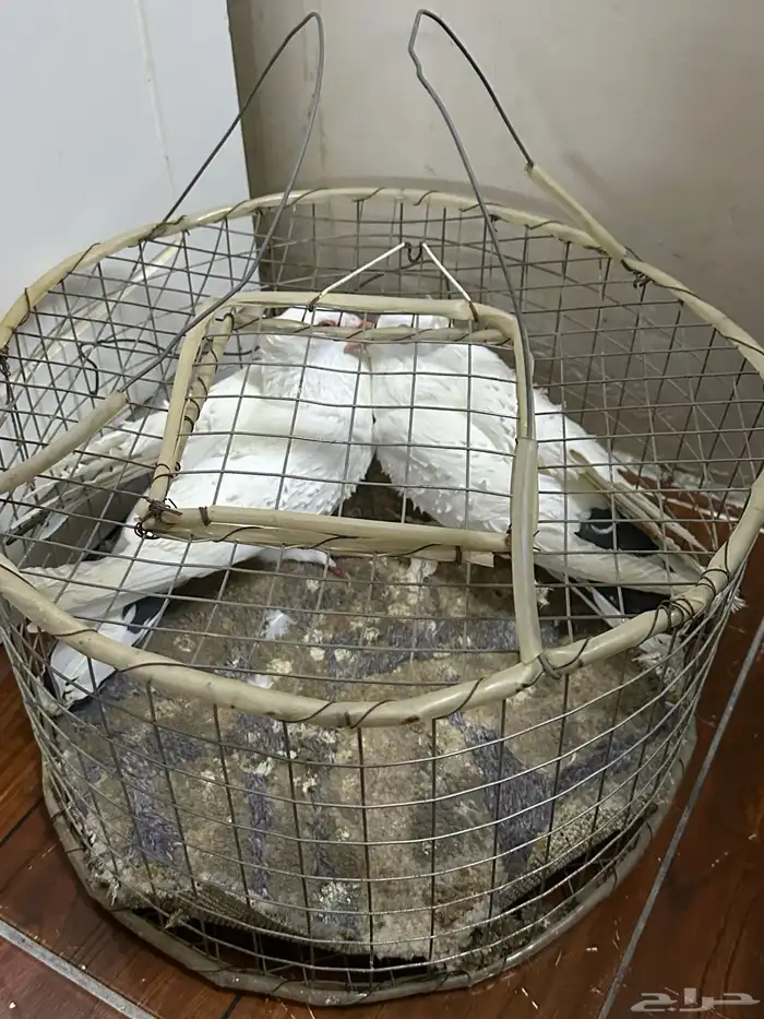 للبيع حمام زينه 4