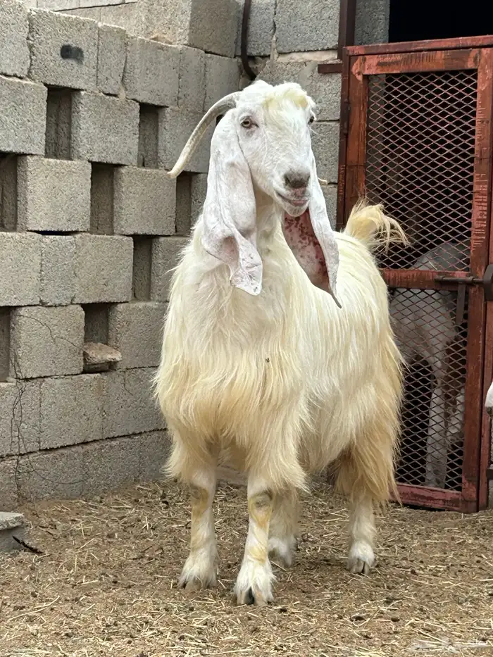 عنزوالد فاخره 2