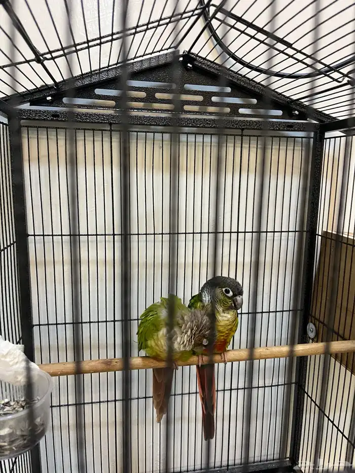 جوز ببغاء كنيور اليف 14