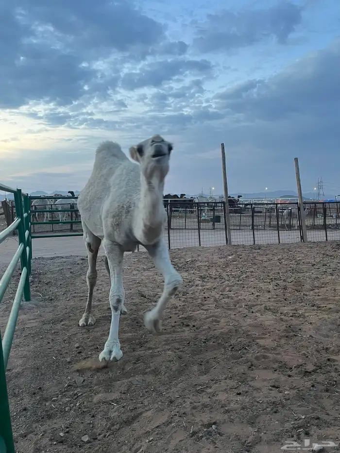 قعود طيب سمين 3