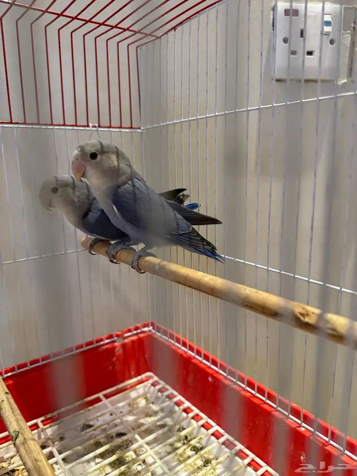 طيور روز مغرده 1