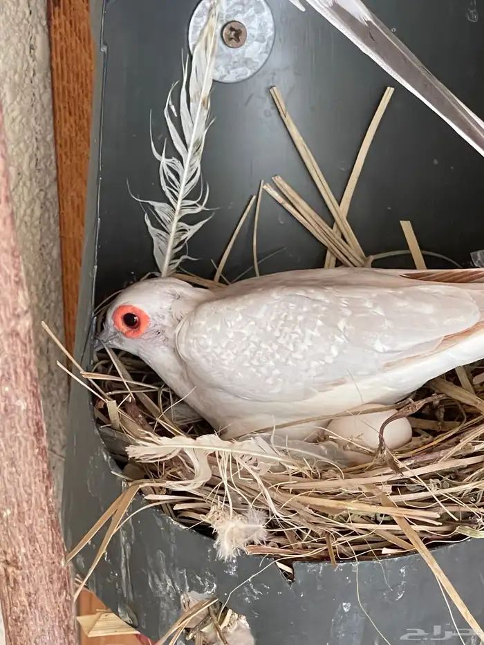 حمام يمام ملكي ماسي 23