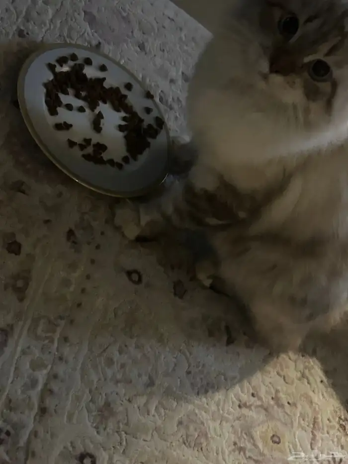 قط مفقود و جد 7