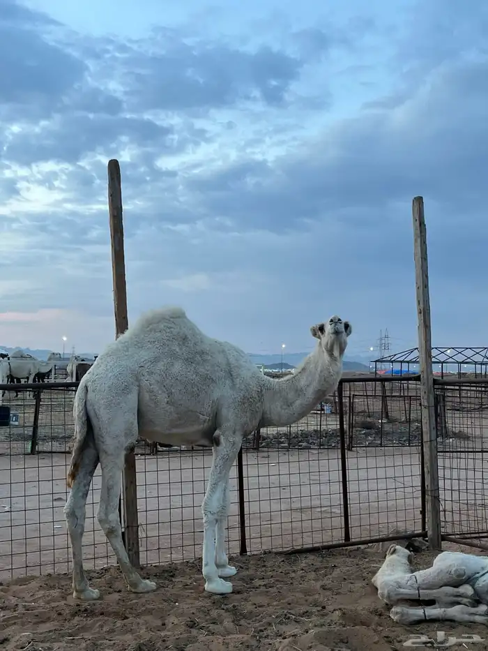 قعود طيب سمين 1