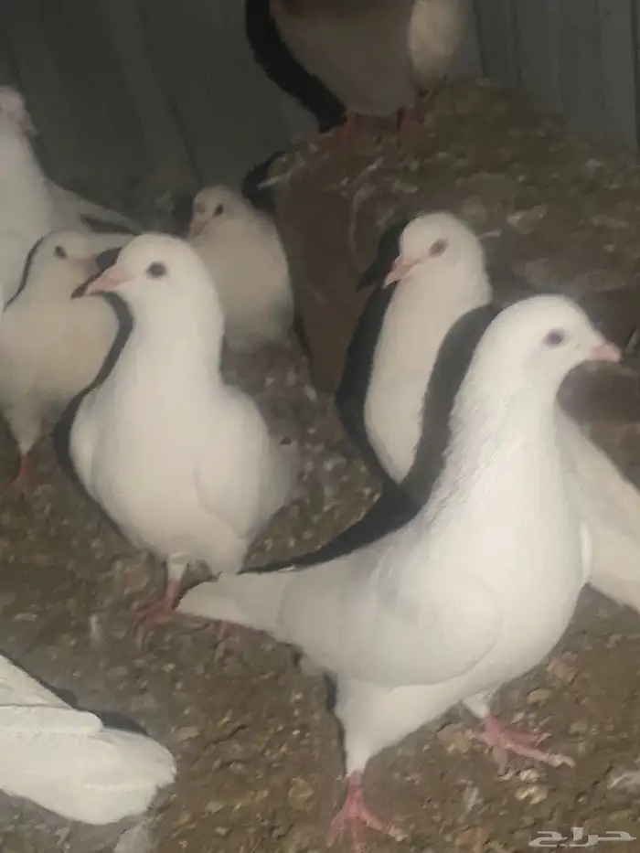 حمام فرنسي منتج كله 5