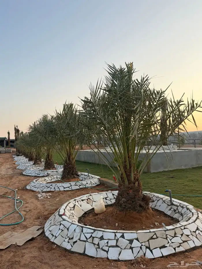 نخيل مثمر للبيع 4