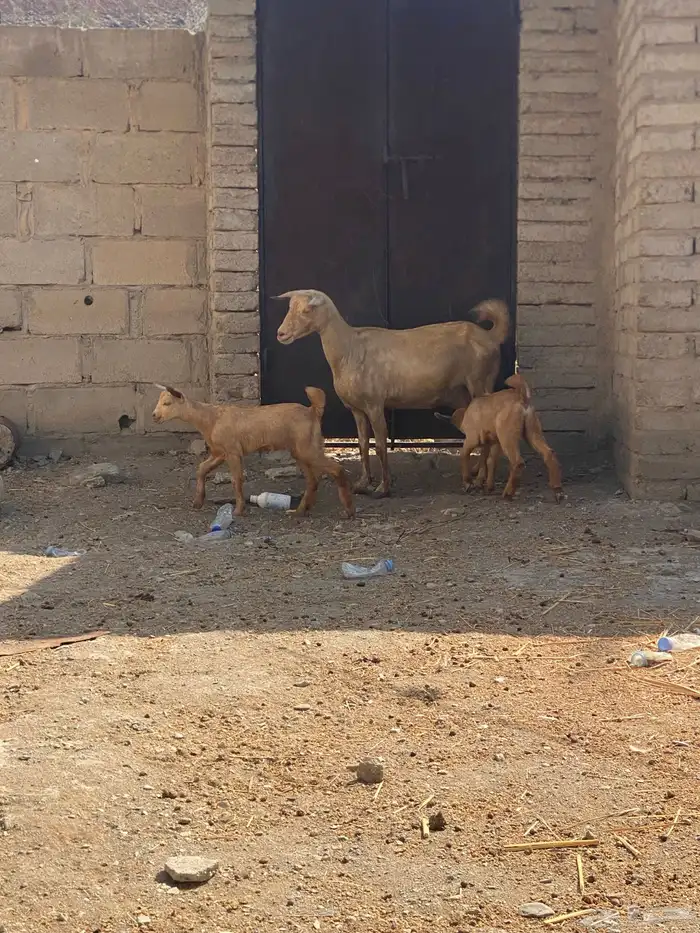 تيس بيشي وعنز والد 4