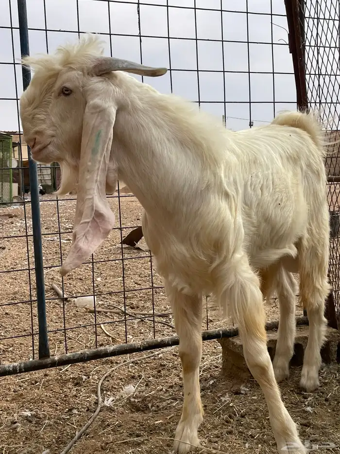 تيس مشروع فحل ابرص مطور 6