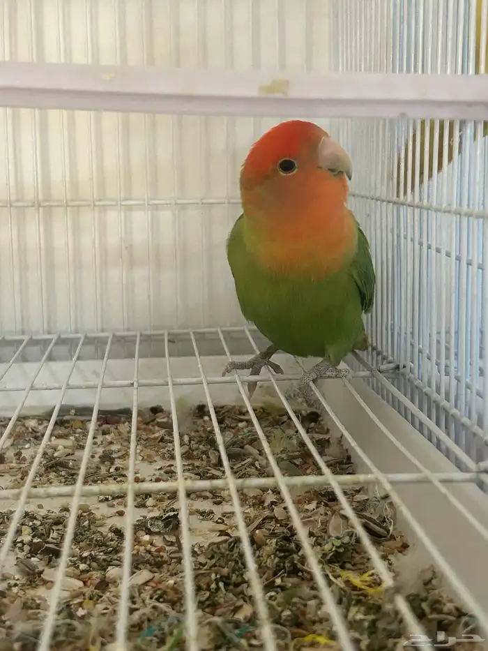 طير ببغاء روز للبيع 1