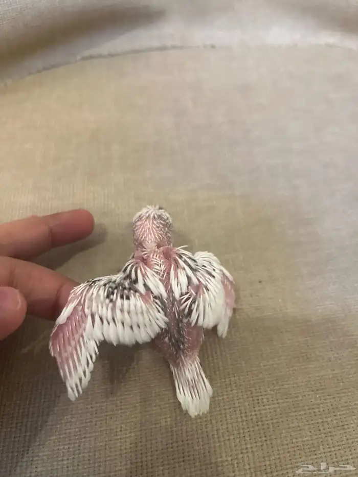 فرخ بادجي عمره15 يوم متربي معى امه وابوه السعر معى السوم 2