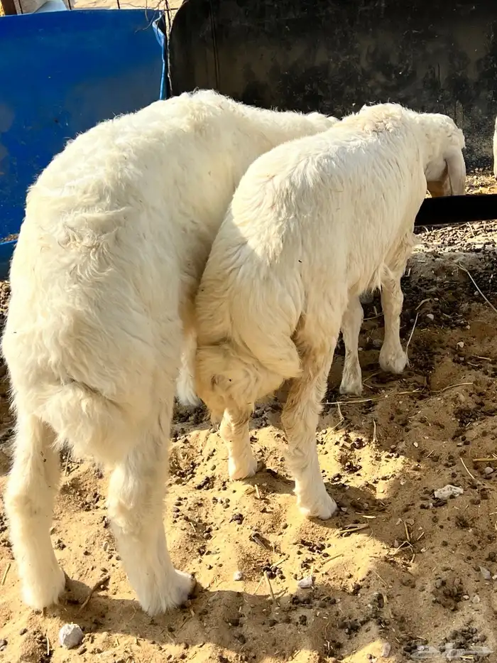 خروف ورخل العمر 3 شهور 0