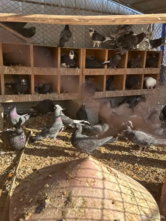 حمام قلاب دماء قويه 1