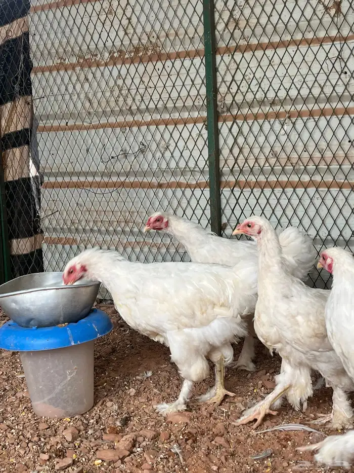 براهما  ألماني أصل خوارج 1