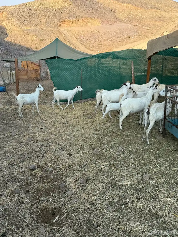 10 ماعز بيشيات صنف الصنف معها 10 7