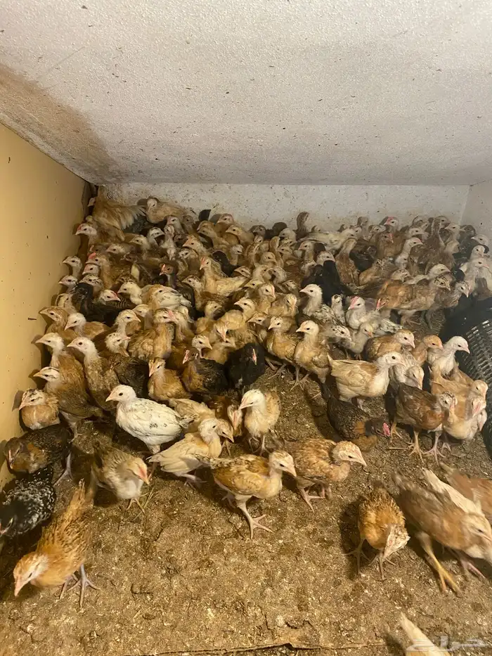 صوص دجاج عمره شهر العدد 113 جوز العدد الكلي226حبه 5