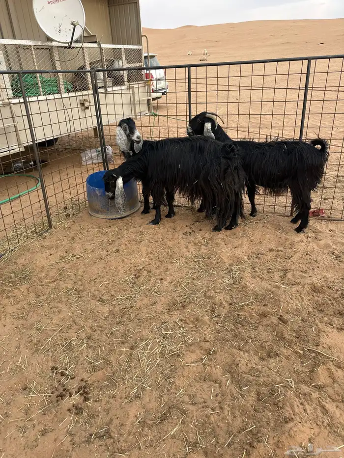 البيع معزه عوارض مراح واحد شرط 2