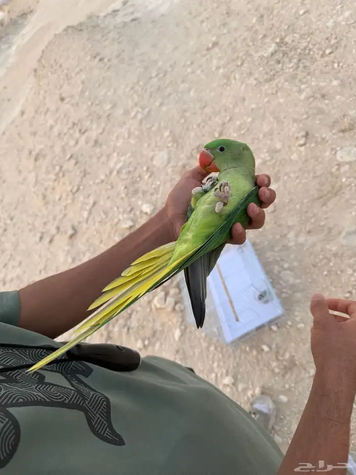 درة نيباليه هدد داخلي وخارجي واليفه معا الكل 4