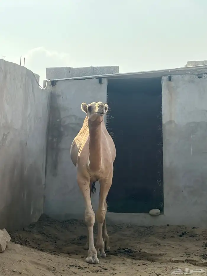 قعود للبيع اركي 1