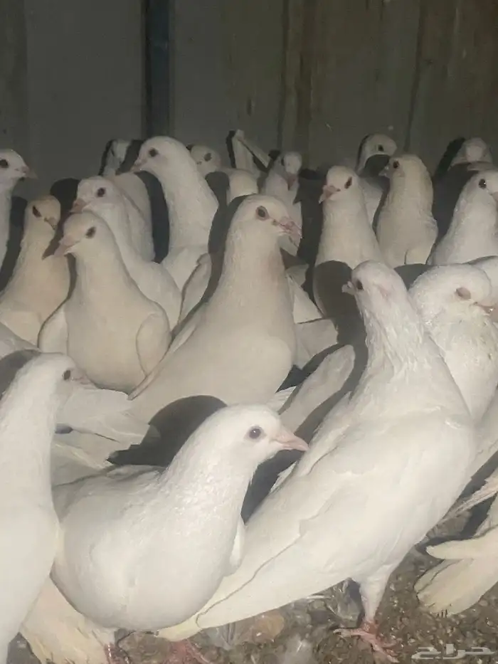 حمام فرنسي منتج شرط 21