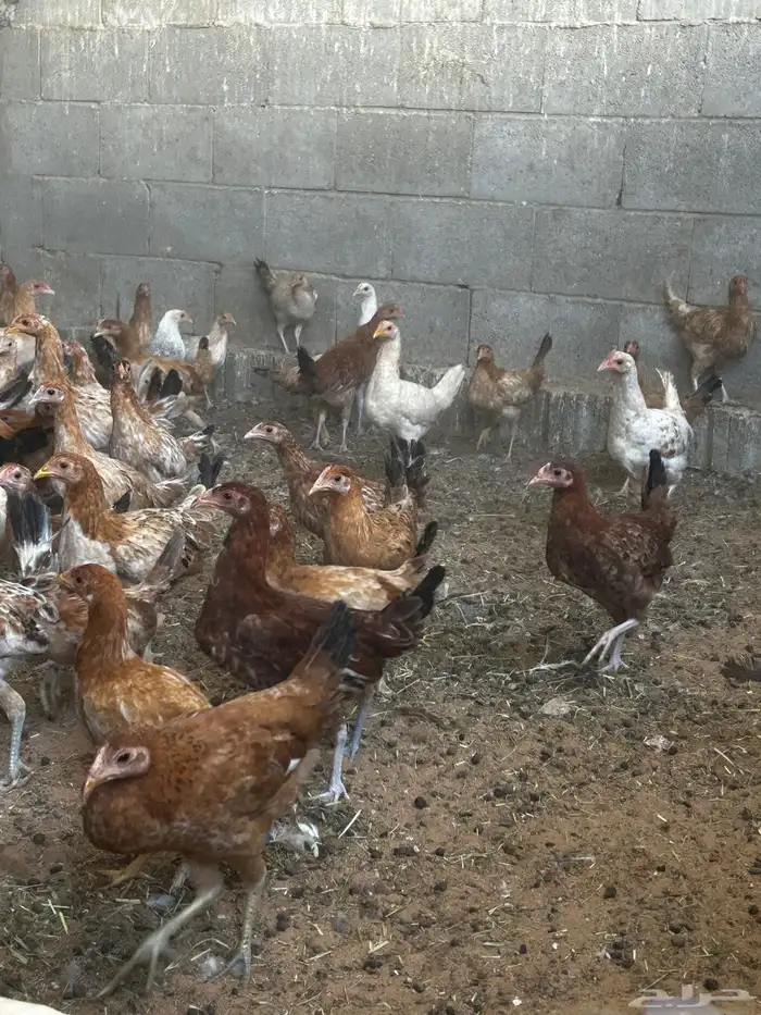 البيع دجاج بلدي 2