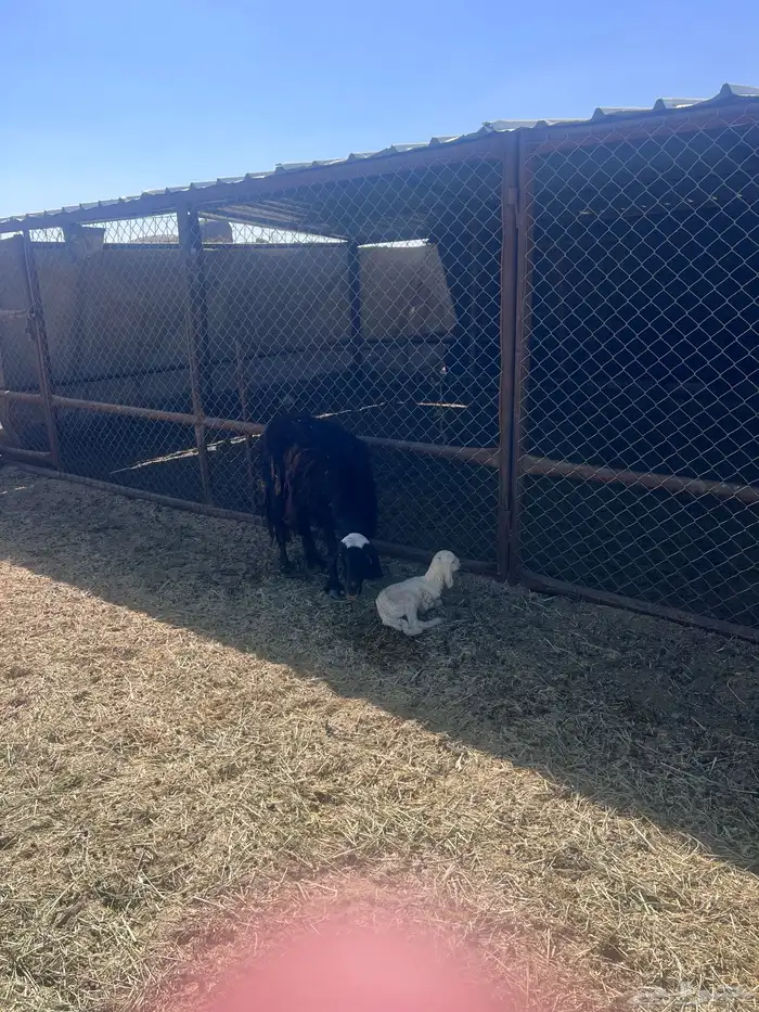 خميس مشيط القاعه 1