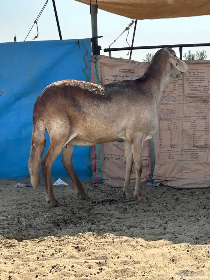 سوكانيه فاخرة 1