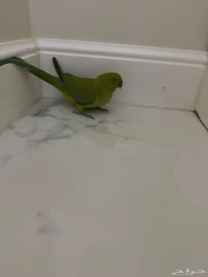 ببغاء الدرة هندي 2