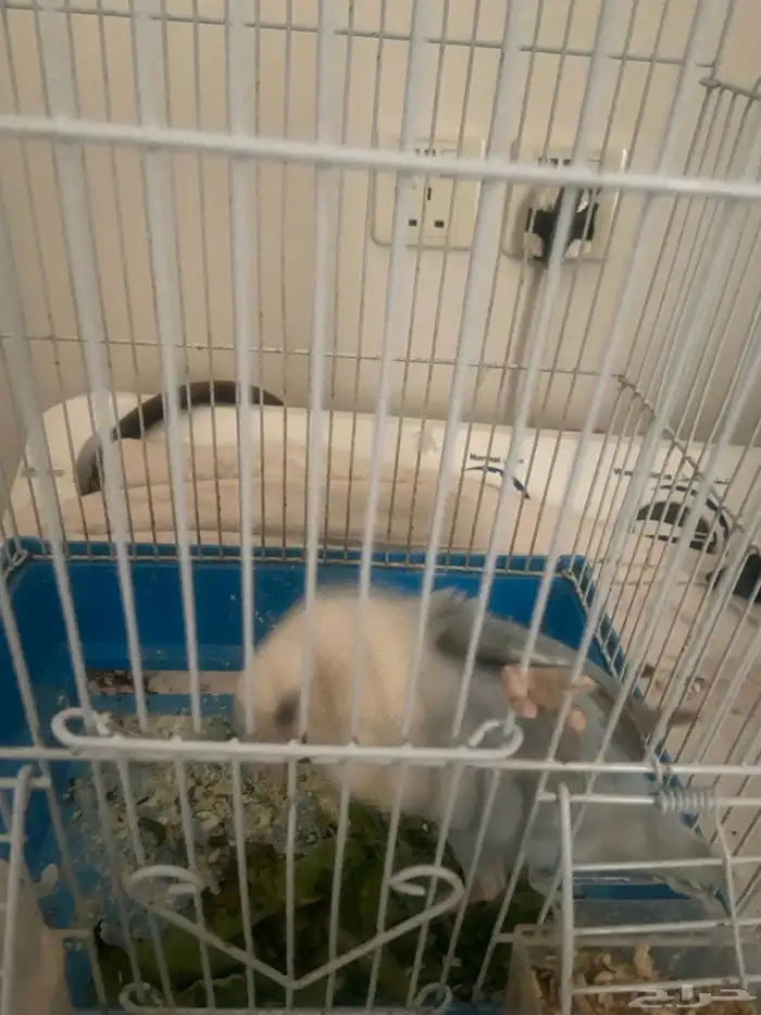 طير روز ارخص سعر 3