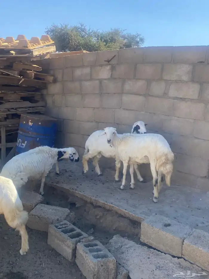 للبيع خروف ورخال 2