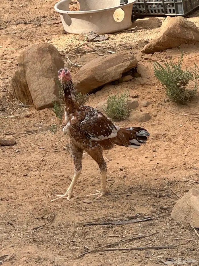 دجاجه سنديه 1