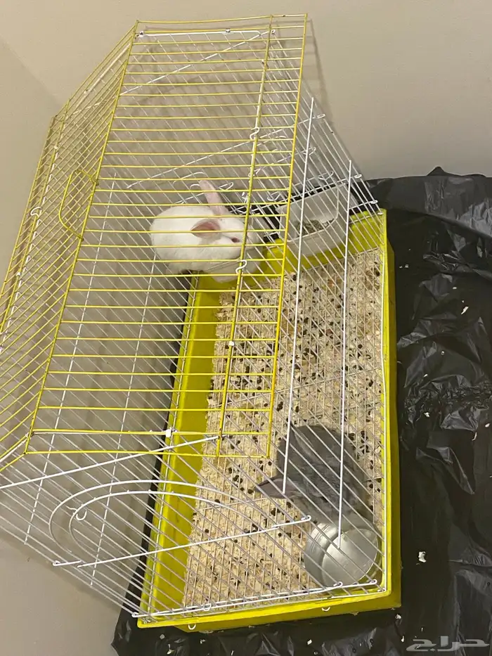 ارانب للبيع 2