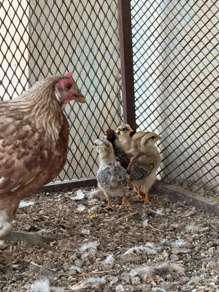 دجاجه بفرخها 2