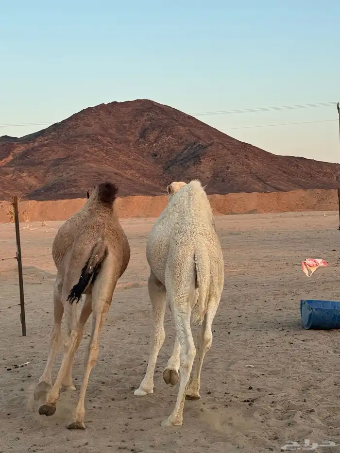 قعودين كفو 0