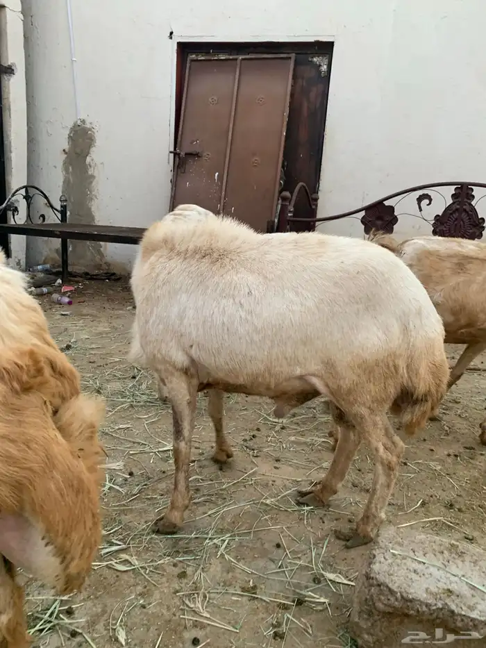 فرير بلدي فحل السن رباع للبيع على السوم 2