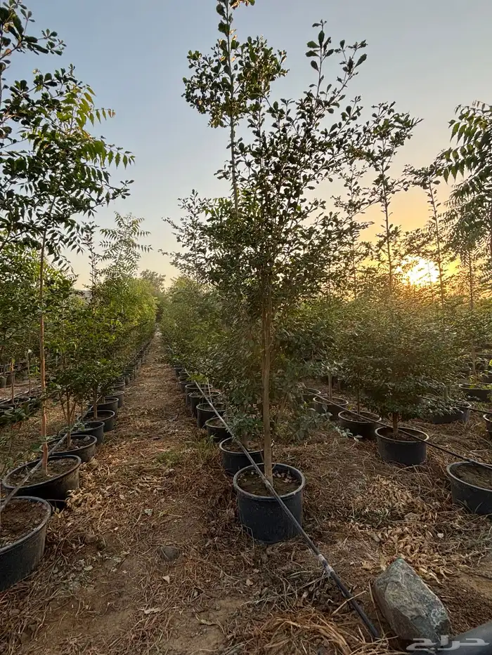 مشتل الرياحين 7