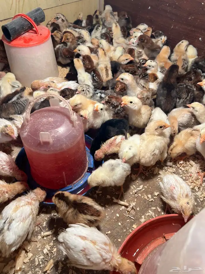 صوص بلدي فواتح ومعه شوي فيومي 7