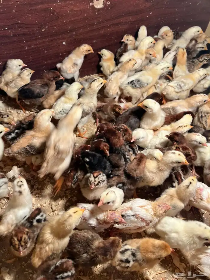 صوص بلدي فواتح ومعه شوي فيومي 5