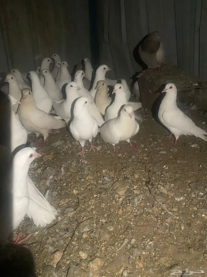 حمام فرنسي منتج شرط 30