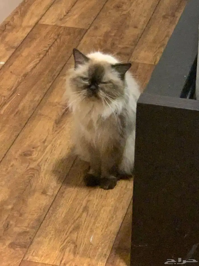 قطه للتبني 1