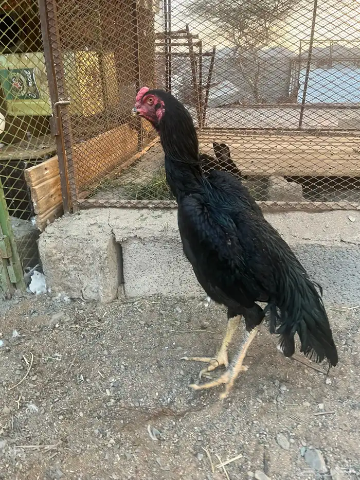 ديك شامو اللماني اسود صك للبيع 0