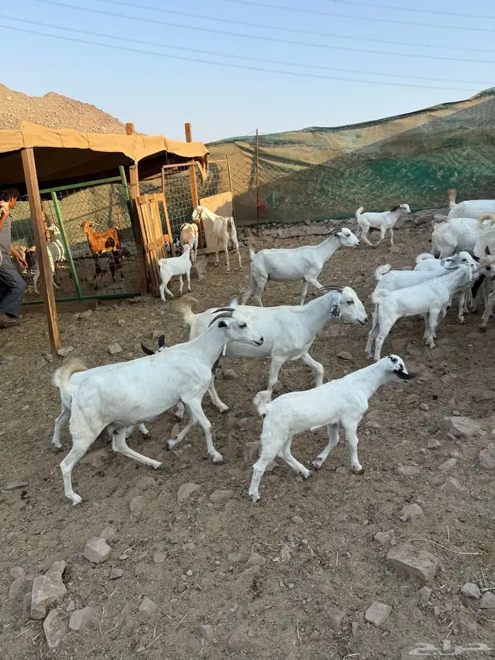 10 ماعز بيشيات صنف الصنف معها 10 3