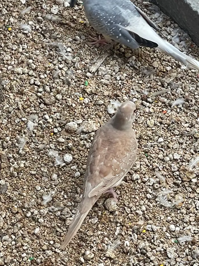 حمام يمام ملكي ماسي 12