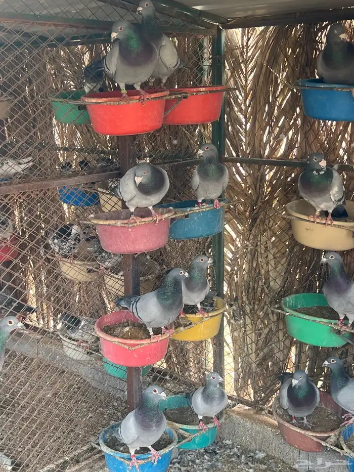 زاجل مفروز جروم دآ طيبه 0