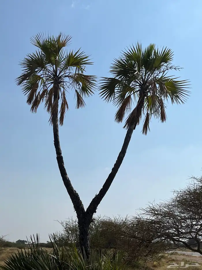 نخل دوم صنوان 0