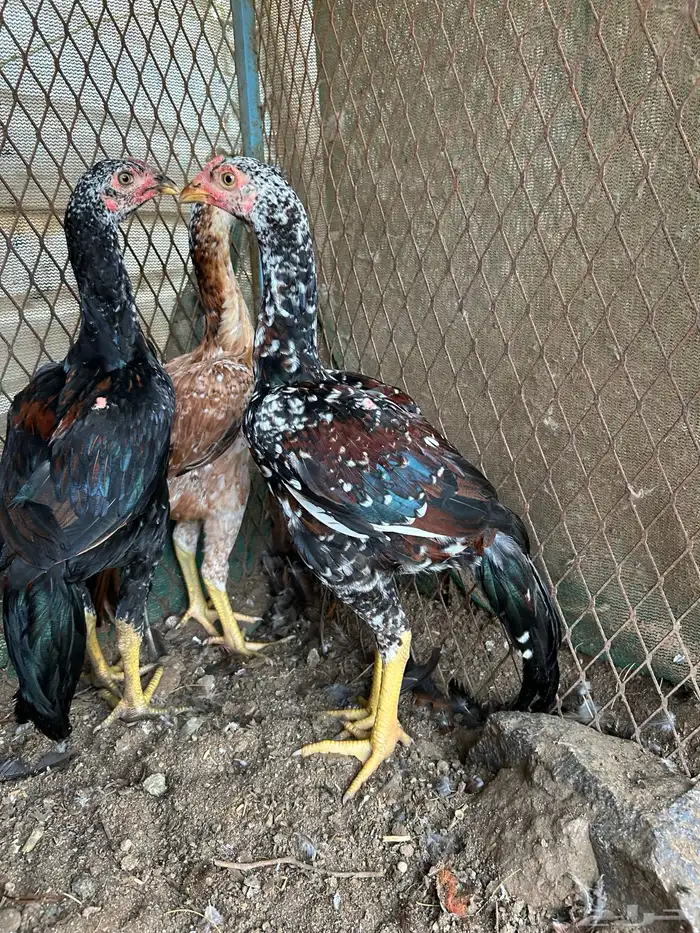 فروخ سندي (باكستاني ) فوليا. تم البيع 0