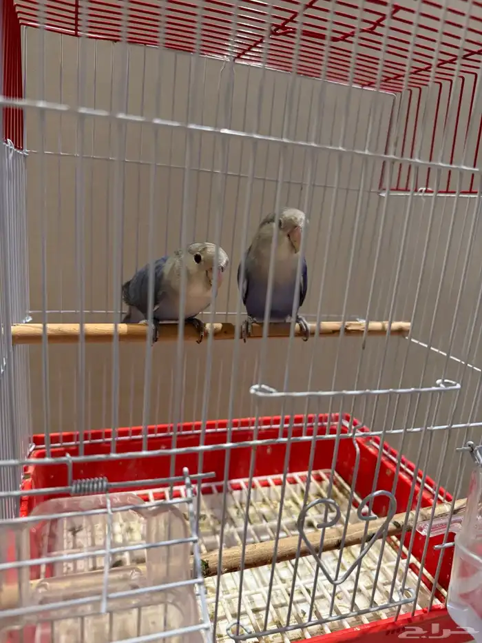 طيور روز مغرده 2