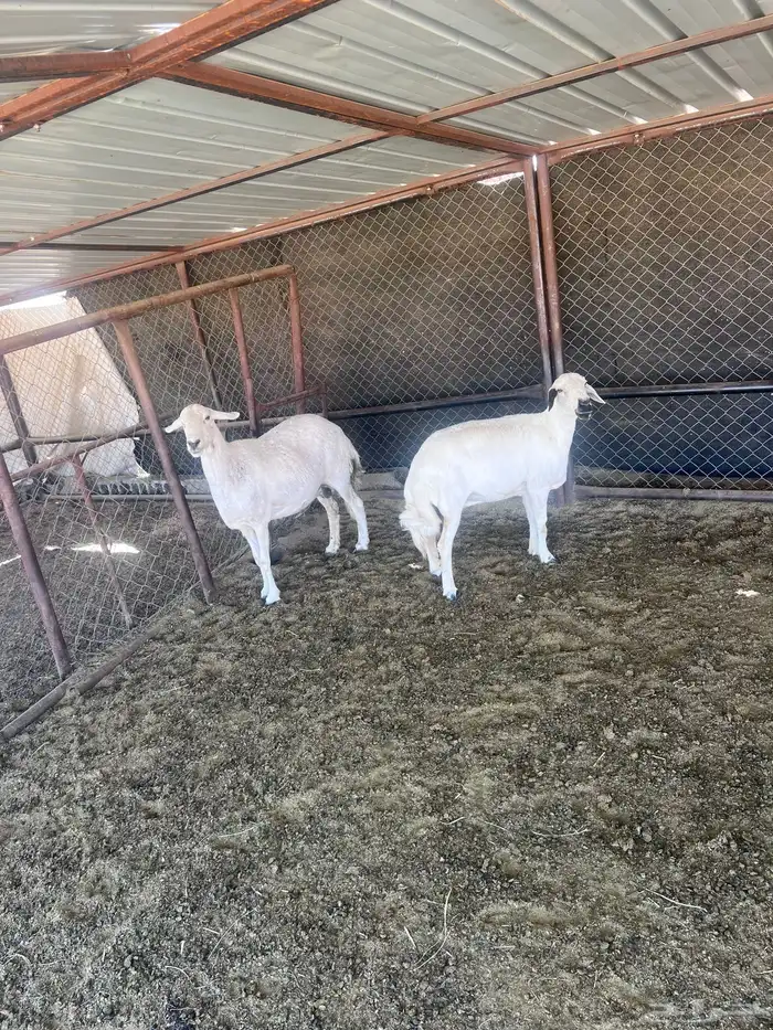 خميس مشيط القاعه 1