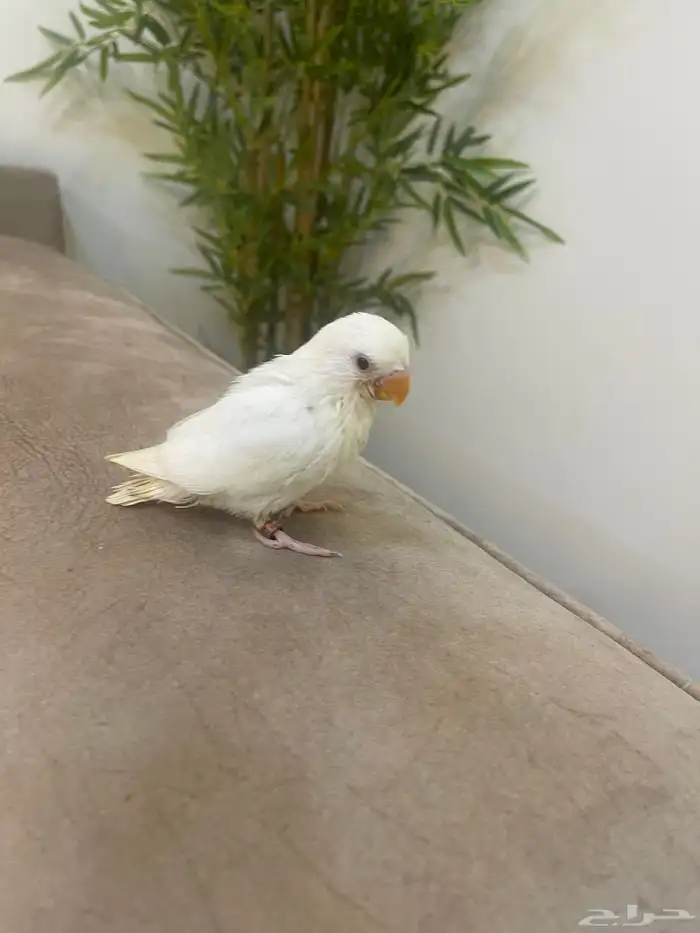 للبيع حبيتين روز البينو وحبه اورنج ابلاين 3